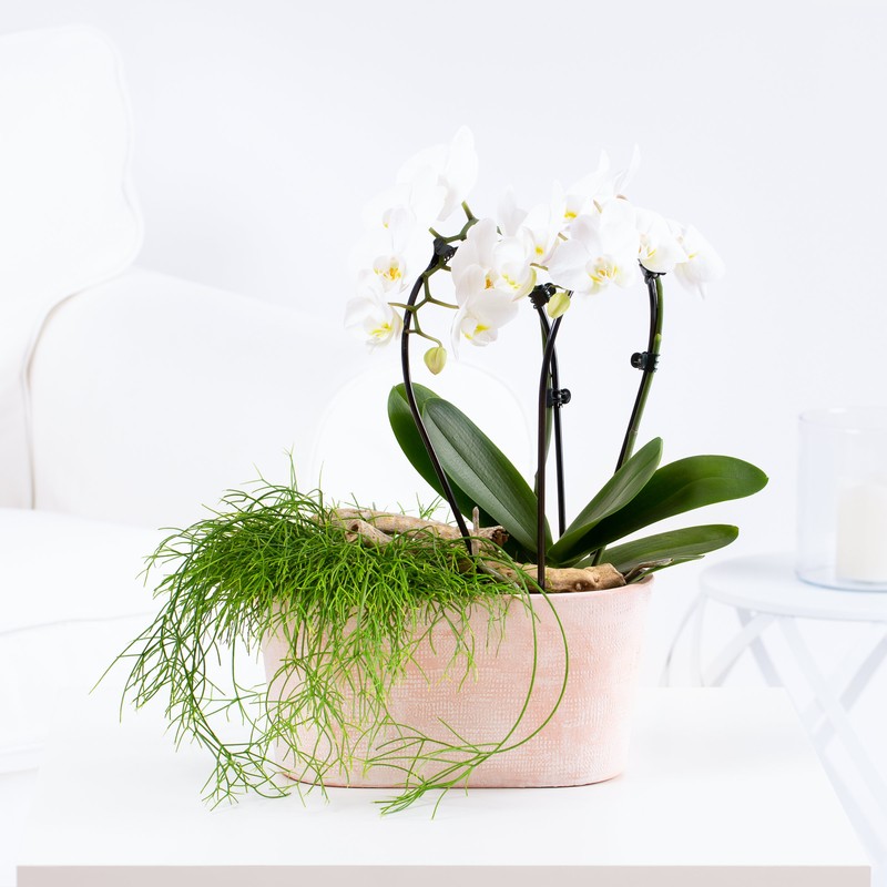 Orchidee & Rhipsalis