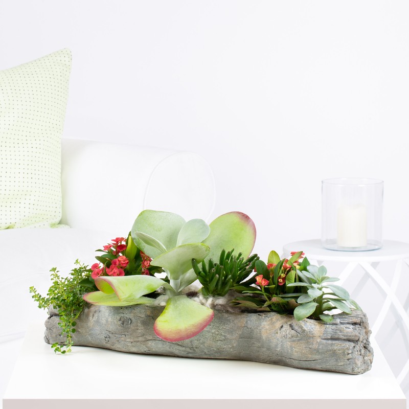 Sukkulenten "Tiny Desert"